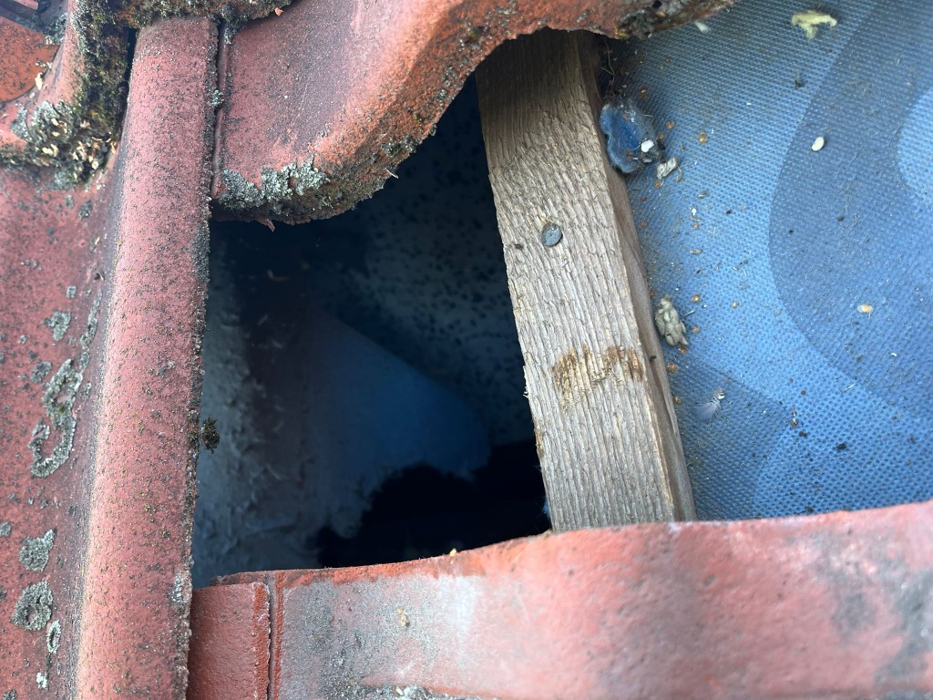 Naprawa izolacji po kunach - Dąbrowa Górnicza — zdjęcie 3 z 8 | NeoTerm System