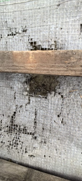 Naprawa izolacji po kunach – Mysłowice, Mielec, Adamów — zdjęcie 5 z 8 | NeoTerm System