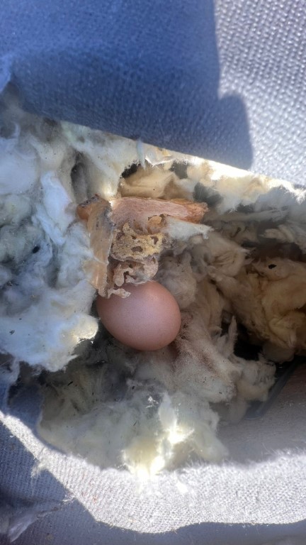 Naprawa izolacji po kunach – Libusza — zdjęcie 2 z 8 | NeoTerm System