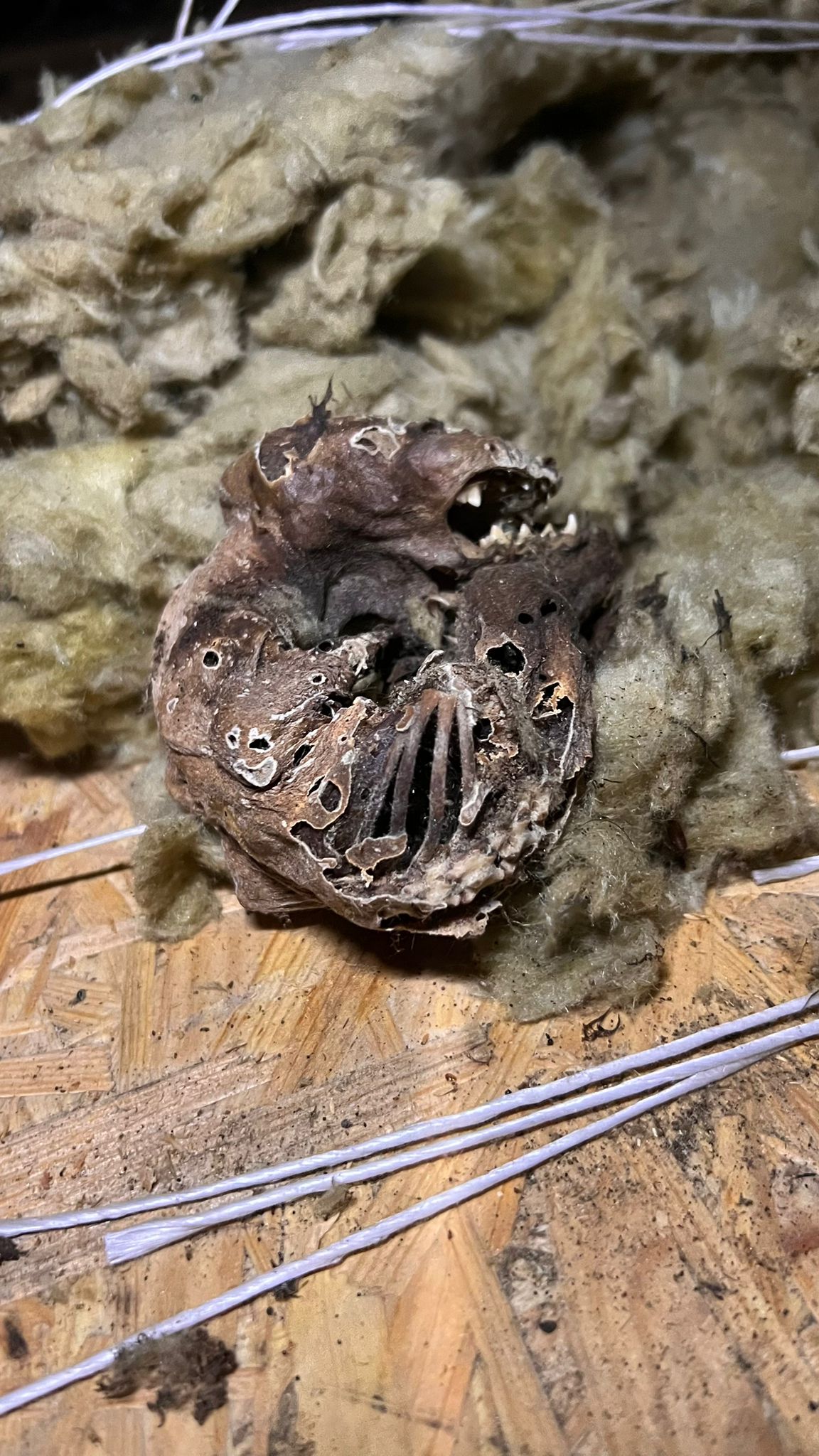 Naprawa izolacji po kunach – Namysłów — zdjęcie 3 z 8 | NeoTerm System