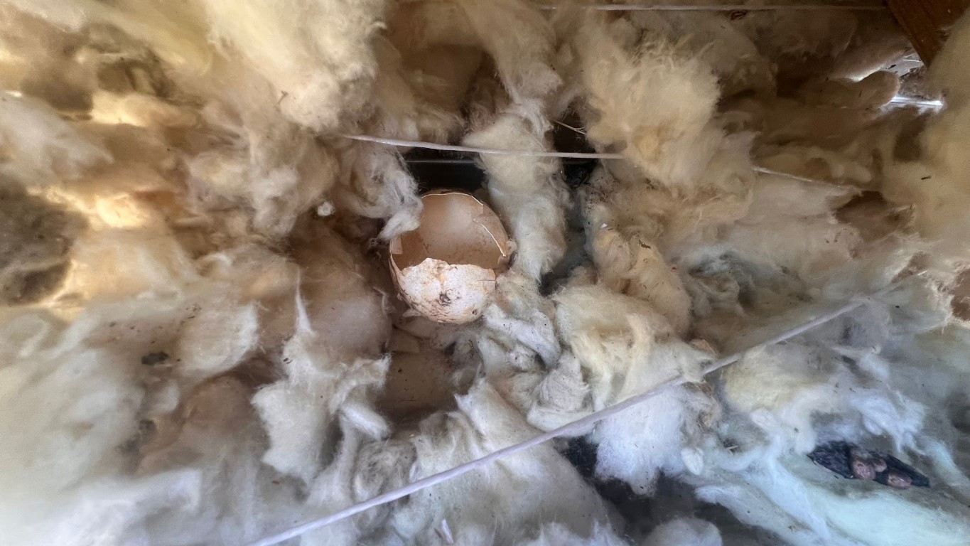 Naprawa izolacji po kunach – Libusza — zdjęcie 8 z 8 | NeoTerm System