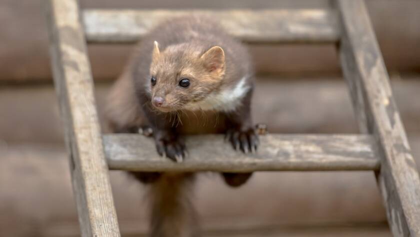 stone marten on ladder 2023 11 27 05 04 24 utc